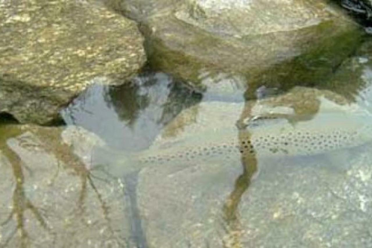 Bilocale A Due Passi Dal Gran Paradiso Locana Dış mekan fotoğraf